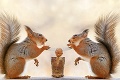 Veveričky prichytené pri práci: Tento oriešok rozlúskneme