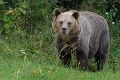 Poplach v Trnavej Hore: Po obci sa premávajú medvede, diviaky aj líšky