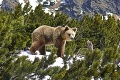 Vysoké Tatry získali významné ocenenie od Lonely Planet: Najlepší aj vďaka medveďom!