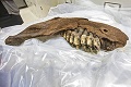 Tínedžerovi sa náhodou podaril objav: Kosť stará 34 000 rokov patrí vyhynutému tvorovi
