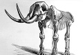 Tínedžerovi sa náhodou podaril objav: Kosť stará 34 000 rokov patrí vyhynutému tvorovi