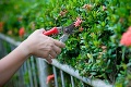 Test záhradných nožníc: Stojí za to priplatiť si, alebo dobrú prácu odvedú aj výrobky za pár eur?
