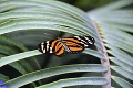 Exotické divadlo v Botanickej záhrade: Krásne motýle máte na dosah ruky
