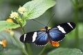 Exotické divadlo v Botanickej záhrade: Krásne motýle máte na dosah ruky