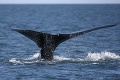 Rozčarovanie v Austrálii: Muž zachránil veľrybie mláďa, má zaplatiť pokutu 16-tisíc