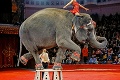 Zvieratá na verejné vystúpenia budú zakázané: Ako prežijú cirkusy bez slonov, levov či opíc?