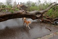 Počet obetí cyklónu Faní stúpol na 64: Bez strechy nad hlavou sa ocitli desaťtisíce ľudí