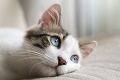 Od ľudí z internetu bral nechcené mačky: Príšerné, čo s nimi robil po príchode domov!