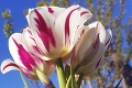 Zlatica vypestovala s vnúčikom skutočný unikát: Môj tulipán má sedem kvetov