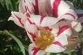 Zlatica vypestovala s vnúčikom skutočný unikát: Môj tulipán má sedem kvetov