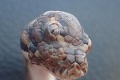 Nevšedný nález v austrálskej divočine: Objavil sa tam had s tromi očami