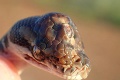 Nevšedný nález v austrálskej divočine: Objavil sa tam had s tromi očami