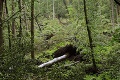 Nešťastie za dedinou Podpoľania: V lese našli mŕtvu ženu († 59)