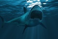 Horor v dovolenkovom raji: Žralok odtrhol surferovi nohu, ľuďom v prístave sa naskytol strašný pohľad