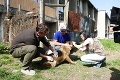 Rómsku štvrť zaplavili veterinári, policajti aj aktivisti: Psíkov v Poštárke vakcinovali zadarmo