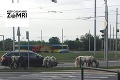 Sedem statočných v meste: Poníky zdrhli z cirkusu v Košiciach