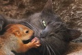 Netradičná rodinka z Krymu: Mačka si osvojila malé veveričky