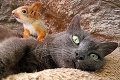 Netradičná rodinka z Krymu: Mačka si osvojila malé veveričky