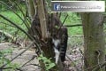 Otrasná smrť mačiek v okrese Trnava: Policajtom sa naskytol hrozný pohľad na ich telíčka