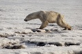 Vyčerpaný ľadový medveď blúdil stovky kilometrov od miesta, kde žil: Fotky zvieraťa trhajú srdce