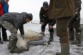 Vyčerpaný ľadový medveď blúdil stovky kilometrov od miesta, kde žil: Fotky zvieraťa trhajú srdce