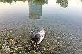 Návštevníkom obľúbeného jazera v Bratislave sa naskytol desivý pohľad: Šíri sa vo vode na Kuchajde nákaza?!