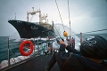 Japonská vláda zverejnila hrozivú správu: Veľrybári ulovili takmer 200 jedincov