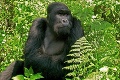 Ochrancovia prírody vychovali dve gorily: Ich jedinečná spoločná fotka obletela celý internet