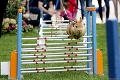 Roztomilejších súťažiacich ste na Slovensku ešte nevideli: Tieto králiky doskočia aj tri metre