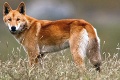 Divoký pes dingo z karavanu odvliekol 14-mesačného chlapčeka: Okamžitý zásah rodičov!