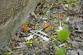 Nebezpečný nález v Košiciach, miestni sú zhrození: Za múrom škôlky ležali injekčné striekačky!