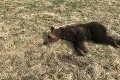 Bača Miroslav niečo také ešte nevidel: Medveď si zasekol hlavu v nádobe, chodil tak minimálne dva dni