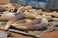 Najväčší prípad za posledné roky: Colníci zhabali pašerákom znepokojivé množstvo sloních klov