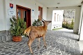 Jeleňa zo Starého Smokovca milujú domáci aj turisti: Prekvapí vás, kde stretla zvieracieho cestovateľa čitateľka!
