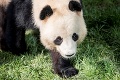 Čína zapožičala Dánsku dve pandy: Uvidíte, ako samček zapózoval foťákom, hneď sa zamilujete