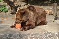 Medveď Félix z Bratislavskej zoo žije celý život v malom výbehu: Zachrániť ho majú tieto plyšové zvieratká!