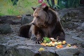 Medveď Félix z Bratislavskej zoo žije celý život v malom výbehu: Zachrániť ho majú tieto plyšové zvieratká!