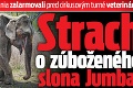 Pobúrení Rožňavčania zalarmovali pred cirkusovým turné veterinárov: Strach o zúboženého slona Jumba!