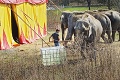 Pobúrení Rožňavčania zalarmovali pred cirkusovým turné veterinárov: Strach o zúboženého slona Jumba!