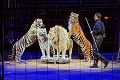 Zvieratá na verejné vystúpenia budú zakázané: Ako prežijú cirkusy bez slonov, levov či opíc?