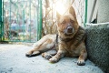 Yoko patrí medzi najstarších policajných psov na Slovensku: Štvornohá špecialistka našla päť mŕtvol