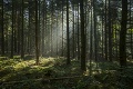 Trapas českých turistov: Pobaví vás, kvôli čomu volali do lesa záchranárov