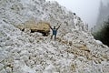 Od snehovej pohromy v Žiarskej doline uplynulo 10 rokov: Storočnú lavínu príroda stále upratuje