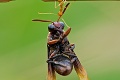 Sila malých chlapcov: Fotografovi z Indonézie sa podarilo zachytiť šikovné mravce