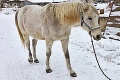Z farmy pri Bardejove zmizli vzácne kone, majitelia ponúkajú odmenu 4-tisíc eur: Zlodeji zanechali jednu stopu!