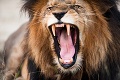 Zoologickú záhradu museli evakuovať: Z klietky utiekol lev