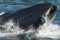 Veľryba takmer prehltla potápača: Okamžite som vedel, čo sa deje