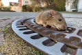 Tučný potkan sa zasekol v kanálovom poklope: Bizarná záchrana hlodavca valcuje internet