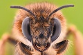 Naposledy ju videli pred takmer 40 rokmi: Vedci objavili najväčšiu včelu na svete
