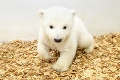 Nový prírastok v berlínskej zoo: Biele klbko u doktora